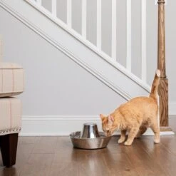 Bebedero Fuente Drinkwell Seaside De PetSafe De Acero -Gatos Perros Suministros Tienda 145896 radiosystems petsafe edelstahl trinkbrunnen kustenrauschen 1 8l hs 03 8