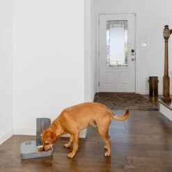 Comedero Automático Doble PetSafe® Para Mascotas -Gatos Perros Suministros Tienda 145997 rasiosystems petsafe futterautomat 2mahlzeiten catdog 2x355xml hs 09 6