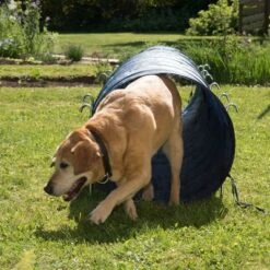 Túnel Agility Trixie -Gatos Perros Suministros Tienda 15686 trixie agility tunnel fg 23 7