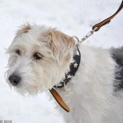 Collar De Cuero Heim Stars -Gatos Perros Suministros Tienda 160891 heim halsband stars 8 1