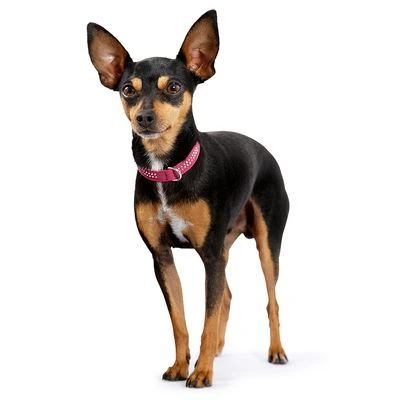 Collar De Cuero HUNTER Diamond Petit Rosa Y Negro Para Perros - Imagen 3