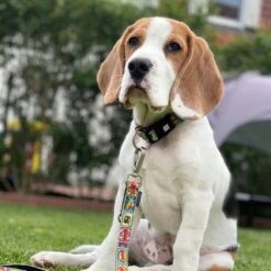 Correa Ajustable Max & Molly Cómic Para Perros -Gatos Perros Suministros Tienda 189996 186588 189998 maxnmolly multifunktionsleine comic hs 02 3