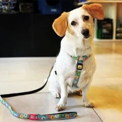 Correa Corta Max & Molly Donuts Para Perros -Gatos Perros Suministros Tienda 190208 maxnmolly kurzleine donuts hs 02 4