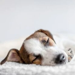 Esterilla Térmica HAFENBANDE Molly Con Regulador De Temperatura 19 Esterilla Térmica HAFENBANDE Molly Con Regulador De Temperatura -Gatos Perros Suministros Tienda 193243 waagenschmitt hafenbande heizmatte temperatursteuerung hs 12 2