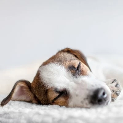 Esterilla Térmica HAFENBANDE Molly Con Regulador De Temperatura 7 Esterilla Térmica HAFENBANDE Molly Con Regulador De Temperatura - Imagen 5