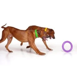 Ferplast Puller Juguete Para Perros 23 Ferplast Puller Juguete Para Perros -Gatos Perros Suministros Tienda 199296 ferplastitalien ferplast hundespielzeug puller midi 27cm hs 08 9