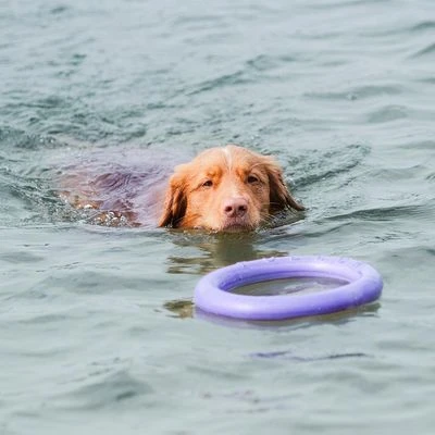 Ferplast Puller Juguete Para Perros 15 Ferplast Puller Juguete Para Perros - Imagen 13