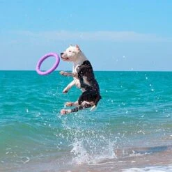 Ferplast Puller Juguete Para Perros 30 Ferplast Puller Juguete Para Perros -Gatos Perros Suministros Tienda 199296 ferplastitalien ferplast hundespielzeug puller midi 27cm hs 20 9