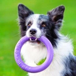 Ferplast Puller Juguete Para Perros 31 Ferplast Puller Juguete Para Perros -Gatos Perros Suministros Tienda 199297 ferplastitalien ferplast hundespielzeug puller midi 19cm hs 16 9