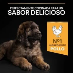 PURINA PRO PLAN Large Robust Puppy Healthy Start 17 PURINA PRO PLAN Large Robust Puppy Healthy Start -Gatos Perros Suministros Tienda 1 44142748 es es 221230 1 8