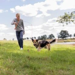 Trixie Caña Estimulante Juguete De Adiestramiento Para Perros -Gatos Perros Suministros Tienda 209093 trixie reizangel hs 08 7