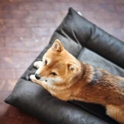 Cama Hunter Bologna Negra Para Perros 17 Cama Hunter Bologna Negra Para Perros -Gatos Perros Suministros Tienda 214699 214700 hunter hundebett bologna schwarz hs 09 2