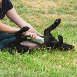 Pet Teezer Cepillo Para Cachorros -Gatos Perros Suministros Tienda 230724 pet teezer welpenbuerste hs 18 2