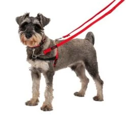 Correa Halti Para El Adiestramiento De Perros -Gatos Perros Suministros Tienda 235202 coa halti trainingsleine rot hs1 0