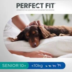 Perfect Fit Senior Small Dogs (<10 Kg) Pienso Para Perros -Gatos Perros Suministros Tienda 255596 perfectfit senior hund 6kg hs 09 0