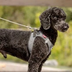 Correa De Bolsillo Curli Ultrarresistente -Gatos Perros Suministros Tienda 267896 267897 ultrastarke taschenleine hs 05 3