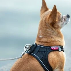 Correa De Bolsillo Curli Ultrarresistente -Gatos Perros Suministros Tienda 267896 267897 ultrastarke taschenleine hs 09 8