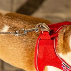 Correa De Bolsillo Curli Ultrarresistente -Gatos Perros Suministros Tienda 267896 267897 ultrastarke taschenleine hs 10 7