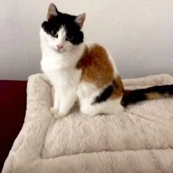 Self Heating Bed Cojín Para Perros 16 Self Heating Bed Cojín Para Perros -Gatos Perros Suministros Tienda 288354 291896 waagenschmitt hundekissen selfheating bed hs 10 2