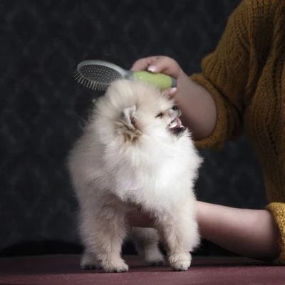 Cepillo De Doble Cara Moser Para Mascotas 4 Cepillo De Doble Cara Moser Para Mascotas - Imagen 2