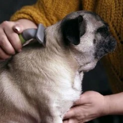 Peine Moser Para El Subpelo De Las Mascotas 6 Peine Moser Para El Subpelo De Las Mascotas -Gatos Perros Suministros Tienda 289797 moser unterwollkamm hs 02 4