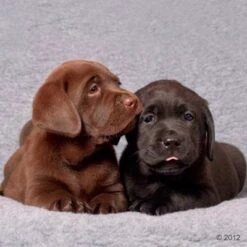 Manta Vetbed® Original Gris Para Perros Y Gatos -Gatos Perros Suministros Tienda 296191 vetbed isobed welpen 05 2012 1