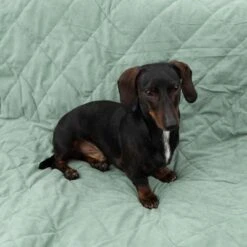 Manta Para Perros Modern Living Victoria -Gatos Perros Suministros Tienda 318002 decke victoria fg 6050 2