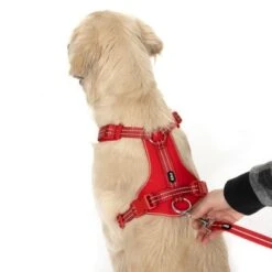 Correa Ajustable TIAKI Reflective Rubber Roja Para Perros 22 Correa Ajustable TIAKI Reflective Rubber Roja Para Perros -Gatos Perros Suministros Tienda 323005 neoprene geschirr l fg 1662 4