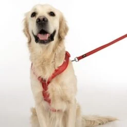 Arnés TIAKI Neoprene Rojo Para Perros -Gatos Perros Suministros Tienda 323005 neoprene geschirr l fg 1669 5