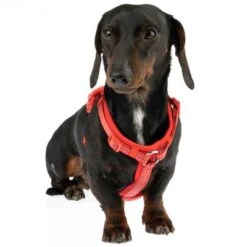 Arnés TIAKI Neoprene Rojo Para Perros -Gatos Perros Suministros Tienda 323397 neoprene geschirr s fg 1487 1