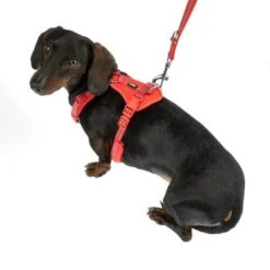 Arnés TIAKI Neoprene Rojo Para Perros -Gatos Perros Suministros Tienda 323397 neoprene geschirr s fg 1498 9