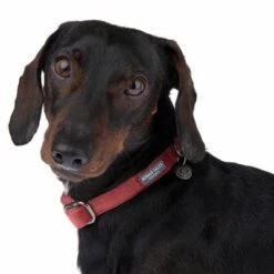 Collar Nomad Tales Blush Vino Para Perros 29 Collar Nomad Tales Blush Vino Para Perros -Gatos Perros Suministros Tienda 324707 blush s fg 7010 1