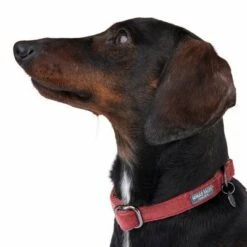 Collar Nomad Tales Blush Vino Para Perros 22 Collar Nomad Tales Blush Vino Para Perros -Gatos Perros Suministros Tienda 324707 blush s fg 7015 6