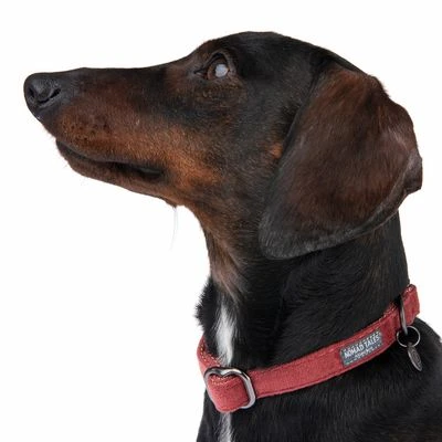 Collar Nomad Tales Blush Vino Para Perros 5 Collar Nomad Tales Blush Vino Para Perros - Imagen 3