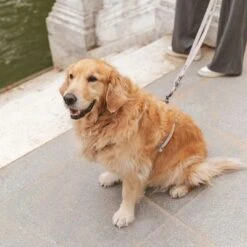 Correa Nomad Tales Blush Beige Topo Para Perros -Gatos Perros Suministros Tienda 325296 325297 nomad tales blush hundeleine taupe hs 07 1