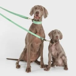 Collar Nomad Tales Bloom Menta Para Perros -Gatos Perros Suministros Tienda 326798 nomad tales bloom halsband mint 02 9 1