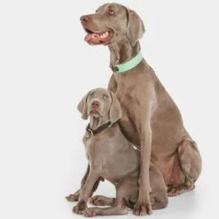 Collar Nomad Tales Bloom Menta Para Perros -Gatos Perros Suministros Tienda 326798 nomad tales bloom halsband mint 03 7