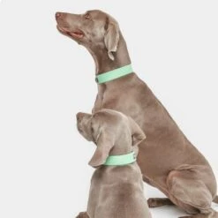 Collar Nomad Tales Bloom Menta Para Perros -Gatos Perros Suministros Tienda 326798 nomad tales bloom halsband mint 05 8