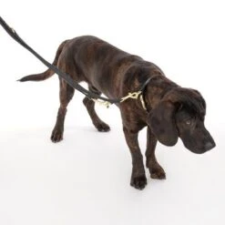 Collar Nomad Tales Calma ébano Para Perros -Gatos Perros Suministros Tienda 326805 calma l ebony fg 7938 1