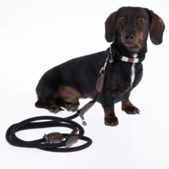 Collar Nomad Tales Spirit ébano Para Perros 29 Collar Nomad Tales Spirit ébano Para Perros -Gatos Perros Suministros Tienda 329001 329396 spirit xs fg 7728 6