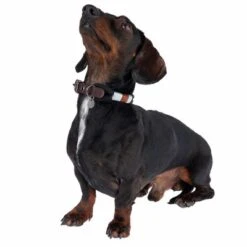 Collar Nomad Tales Spirit ébano Para Perros 20 Collar Nomad Tales Spirit ébano Para Perros -Gatos Perros Suministros Tienda 329001 spirit xs fg 7711 1