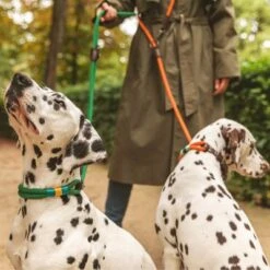 Correa Ajustable Nomad Tales Spirit Pino Para Perros -Gatos Perros Suministros Tienda 329007 nomad tales spirit leinen halsbaender 02 7