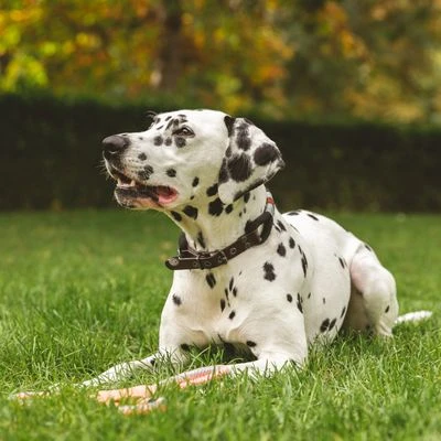 Collar Nomad Tales Spirit ébano Para Perros 4 Collar Nomad Tales Spirit ébano Para Perros - Imagen 2