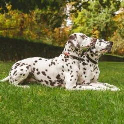 Collar Nomad Tales Spirit Piedra Para Perros -Gatos Perros Suministros Tienda 329197 nomad tales spirit halsband stone 01 1