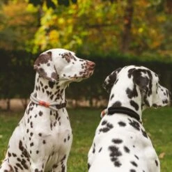 Collar Nomad Tales Spirit Piedra Para Perros -Gatos Perros Suministros Tienda 329197 nomad tales spirit halsband stone 02 7 1