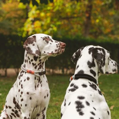 Collar Nomad Tales Spirit ébano Para Perros 10 Collar Nomad Tales Spirit ébano Para Perros - Imagen 8