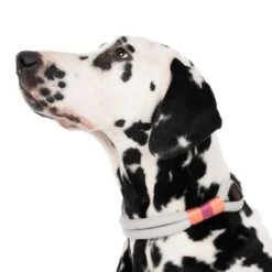 Collar Nomad Tales Spirit Piedra Para Perros -Gatos Perros Suministros Tienda 329296 spirit l fg 7484 4