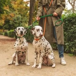 Correa Ajustable Nomad Tales Spirit Pino Para Perros -Gatos Perros Suministros Tienda 329297 nomad tales spirit leine tangerine 05 0