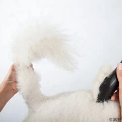 Máquina Cortapelo Moser Max50 -Gatos Perros Suministros Tienda 465281 schermaschine moser max 50 02 0