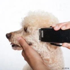 Máquina Cortapelo Moser Rex -Gatos Perros Suministros Tienda 465375 schermaschine moser rex 05 2